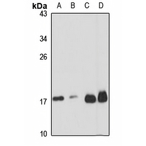 Ribosomal Protein L32 Rabbit Polyclonal Antibody
