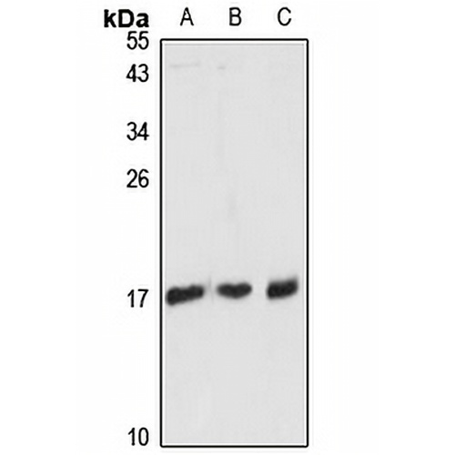 RPL36AL Rabbit Polyclonal Antibody