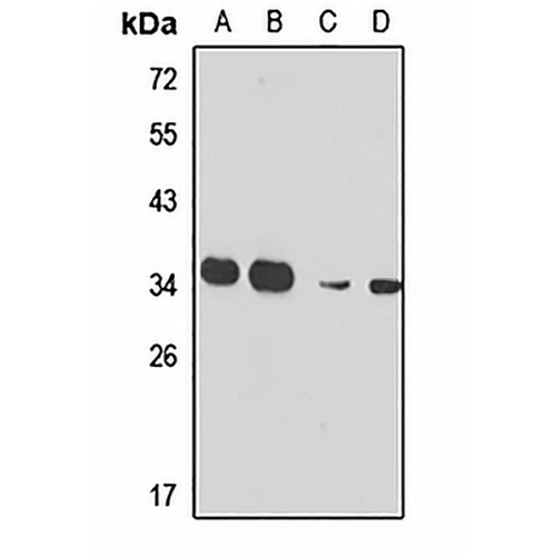 RPL7A Rabbit Polyclonal Antibody