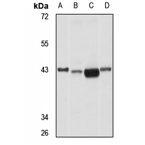 RPP40 Rabbit Polyclonal Antibody