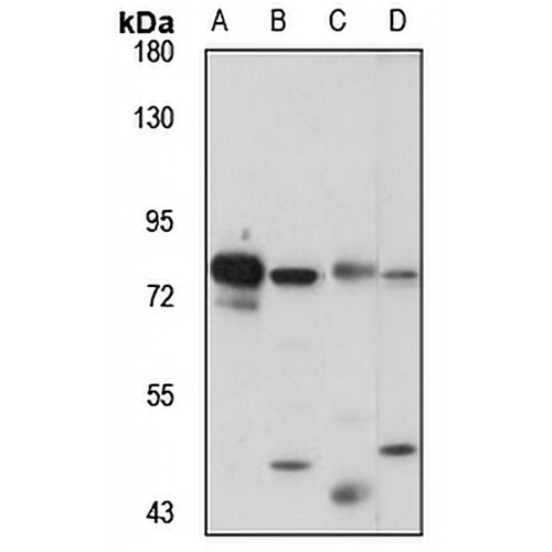 RSK3 Rabbit Polyclonal Antibody