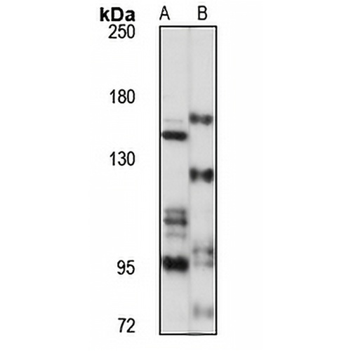 RAPTOR Rabbit Polyclonal Antibody