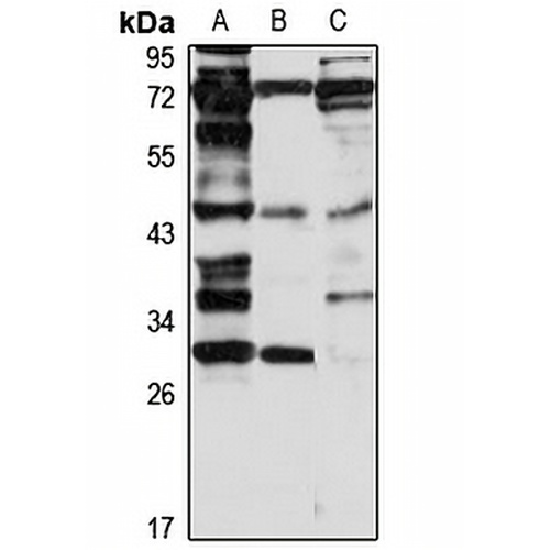 RPUSD4 Rabbit Polyclonal Antibody