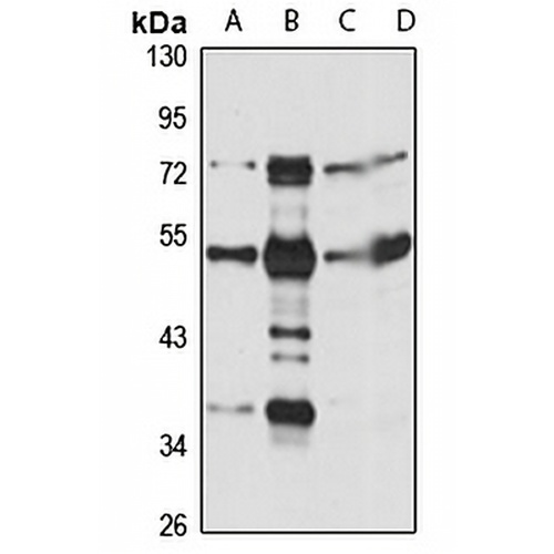 NNP1 Rabbit Polyclonal Antibody