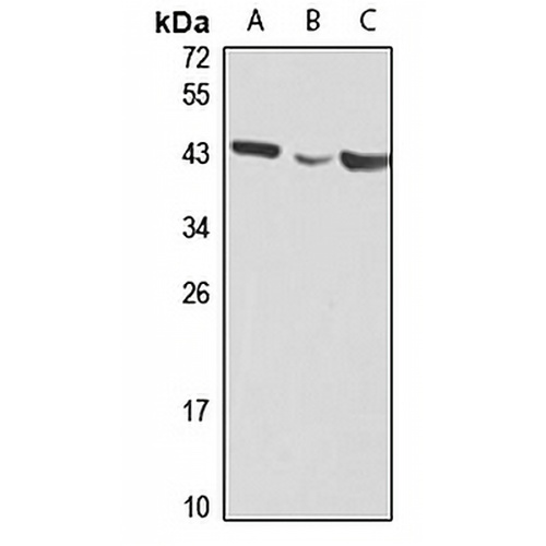 RSPO3 Rabbit Polyclonal Antibody
