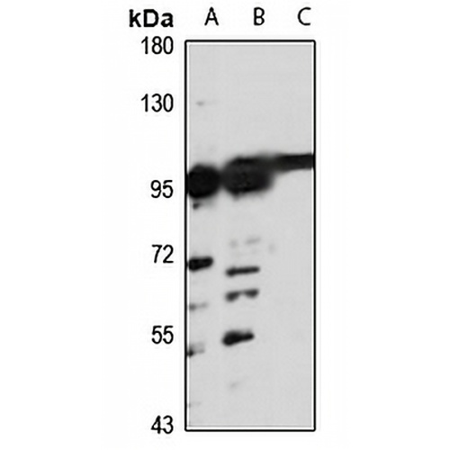 RTF1 Rabbit Polyclonal Antibody