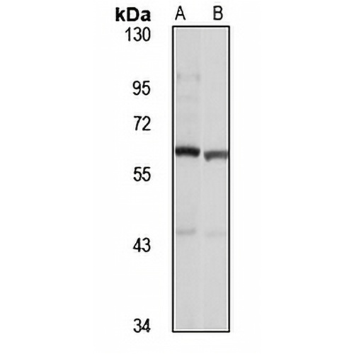ETO Rabbit Polyclonal Antibody
