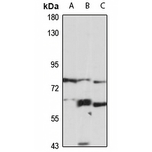 LGR7 Rabbit Polyclonal Antibody