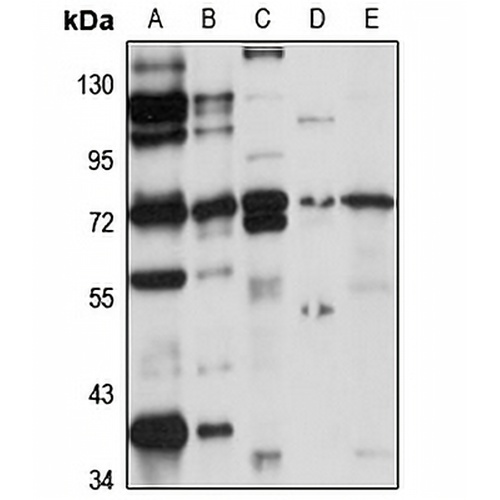 GPR106 Rabbit Polyclonal Antibody