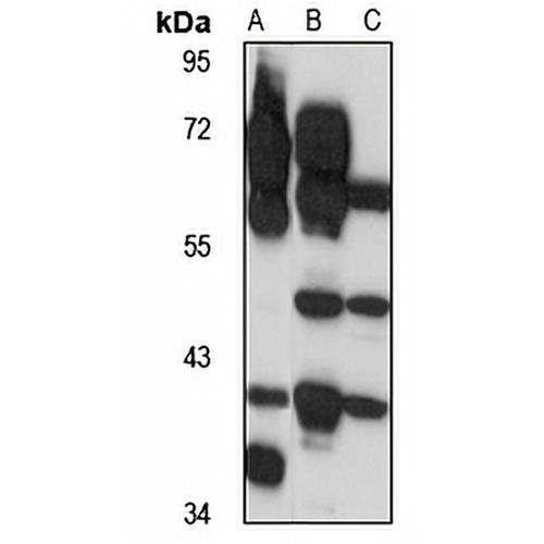 GPR100 Rabbit Polyclonal Antibody