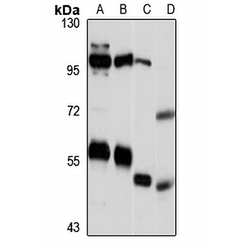 SAAL1 Rabbit Polyclonal Antibody
