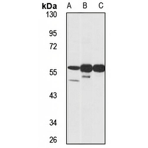 SAMD3 Rabbit Polyclonal Antibody