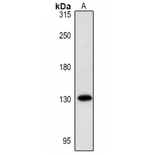 SAP130 Rabbit Polyclonal Antibody