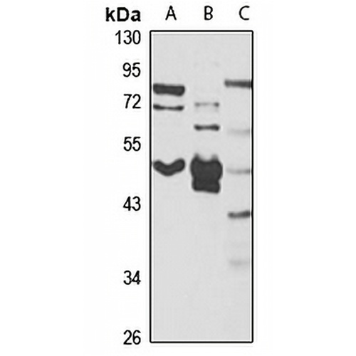 SAP30BP Rabbit Polyclonal Antibody