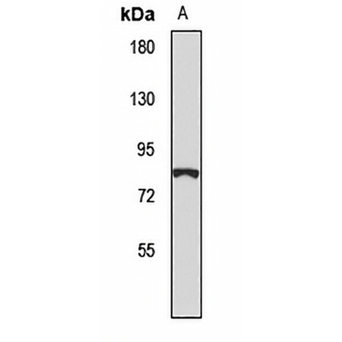 SATB2 Rabbit Polyclonal Antibody