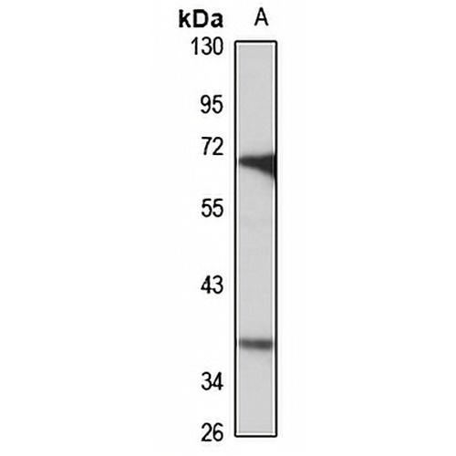 SCAMP2 Rabbit Polyclonal Antibody