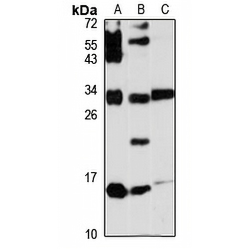 SCGB3A2 Rabbit Polyclonal Antibody