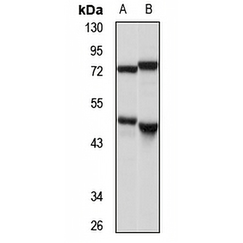 Selenocysteine Lyase Rabbit Polyclonal Antibody