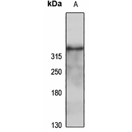 Nav1.3 Rabbit Polyclonal Antibody