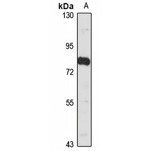 Alpha-NaCH Rabbit Polyclonal Antibody