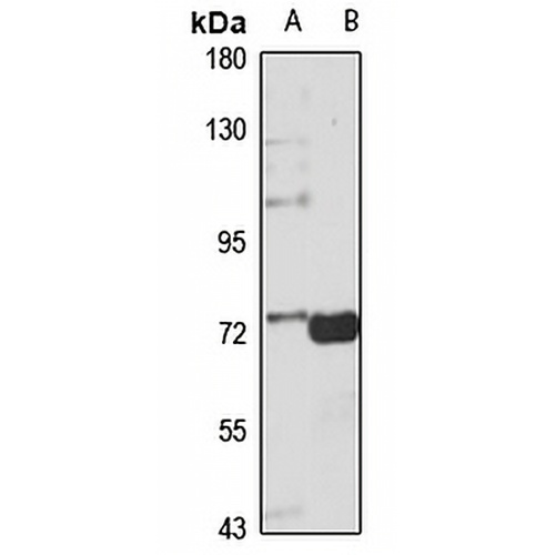 Beta-NaCH Rabbit Polyclonal Antibody