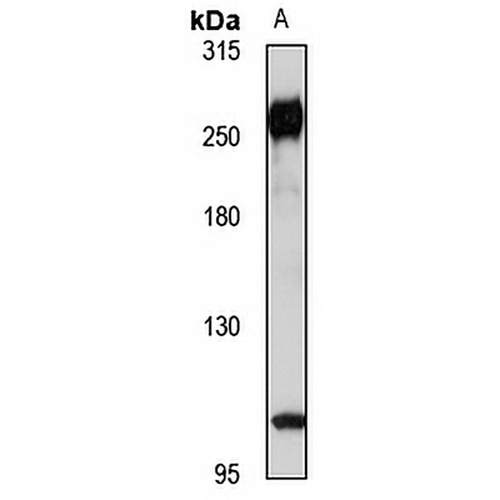 Scribble Rabbit Polyclonal Antibody