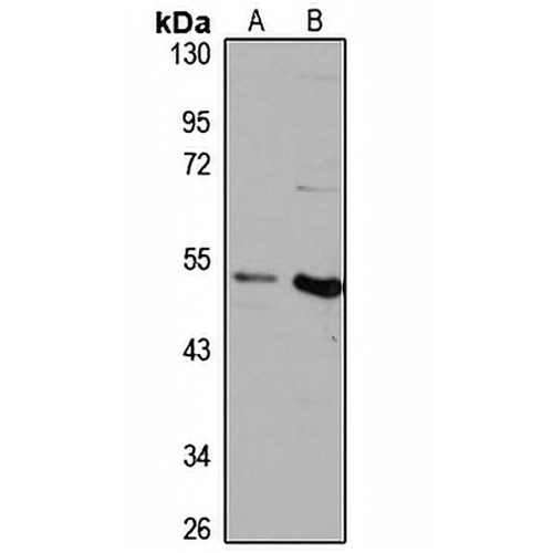 SCRN3 Rabbit Polyclonal Antibody