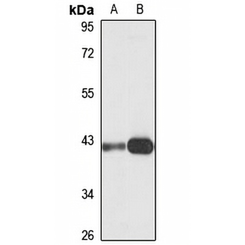 SDF-4 Rabbit Polyclonal Antibody