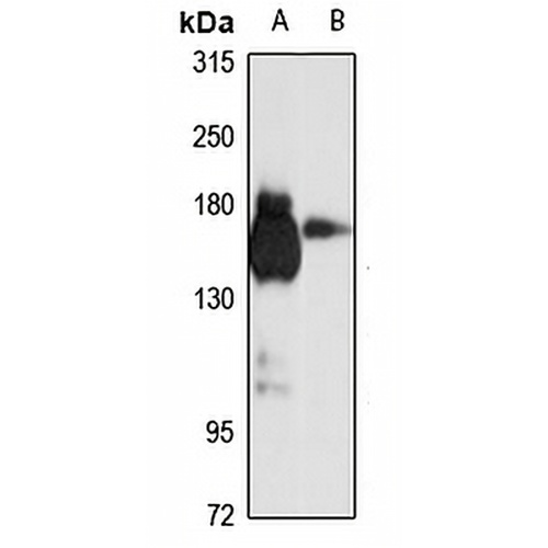 SEC31A Rabbit Polyclonal Antibody