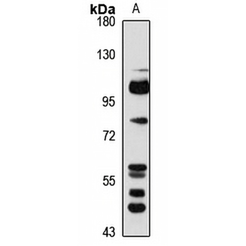 Semaphorin 3F Rabbit Polyclonal Antibody