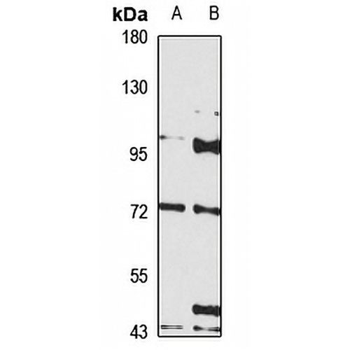 CD108 Rabbit Polyclonal Antibody