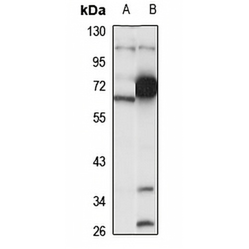 Selenoprotein N Rabbit Polyclonal Antibody