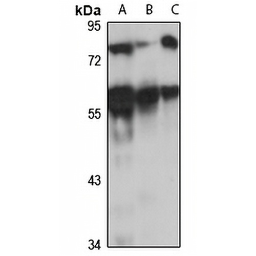 SERBP1 Rabbit Polyclonal Antibody