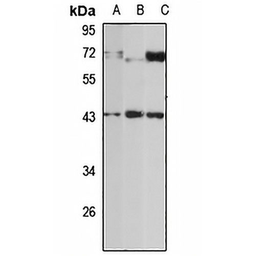 Serpin B8 Rabbit Polyclonal Antibody