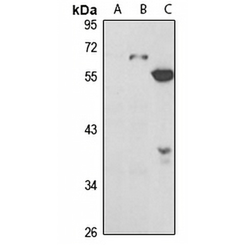 Serpin D1 Rabbit Polyclonal Antibody