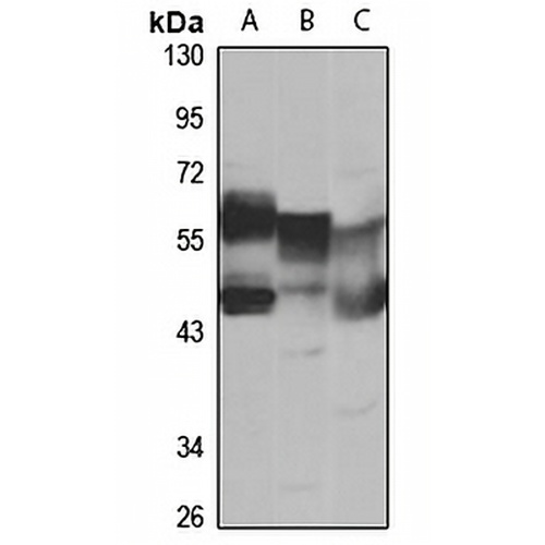 SESN2 Rabbit Polyclonal Antibody