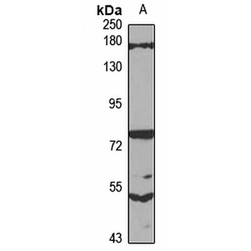 SFI1 Rabbit Polyclonal Antibody