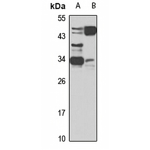 SFRP1 Rabbit Polyclonal Antibody