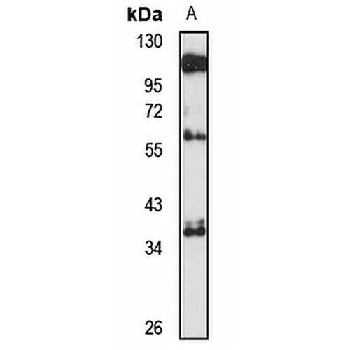 Surfactant Protein D Rabbit Polyclonal Antibody