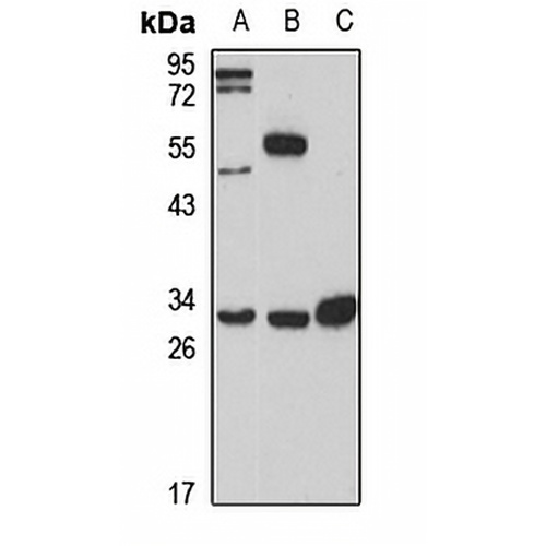 Sideroflexin-1 Rabbit Polyclonal Antibody