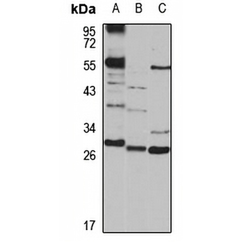 Sideroflexin-3 Rabbit Polyclonal Antibody