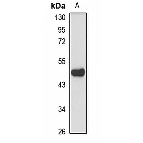 SMS1 Rabbit Polyclonal Antibody