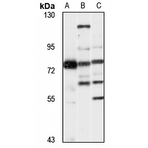 Shugoshin 1 Rabbit Polyclonal Antibody