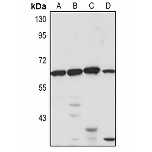 SP-lyase 1 Rabbit Polyclonal Antibody