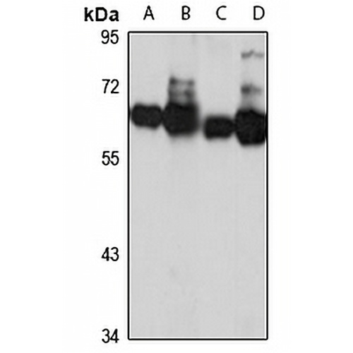 Sur-8 Rabbit Polyclonal Antibody