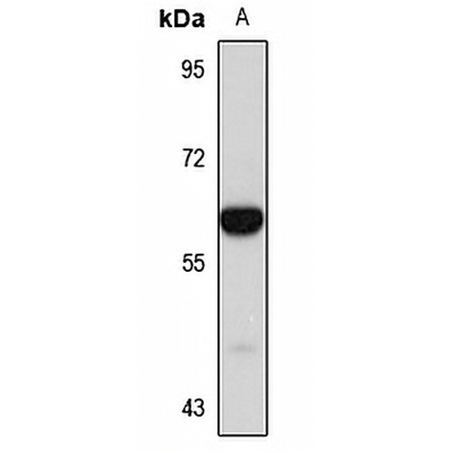 SIAE Rabbit Polyclonal Antibody