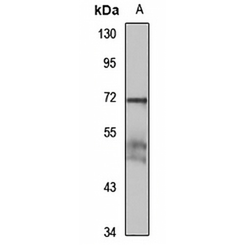 CD170 Rabbit Polyclonal Antibody