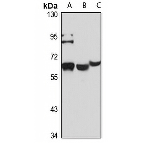 CD329 Rabbit Polyclonal Antibody