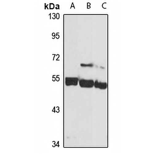 Siglec 9 Rabbit Polyclonal Antibody