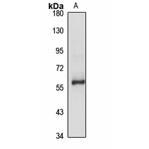 SIM2 Rabbit Polyclonal Antibody